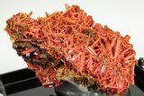 Bright Orange Crocoite Crystal Cluster - Tasmania #206944-2